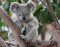 piepvandaag-koala2